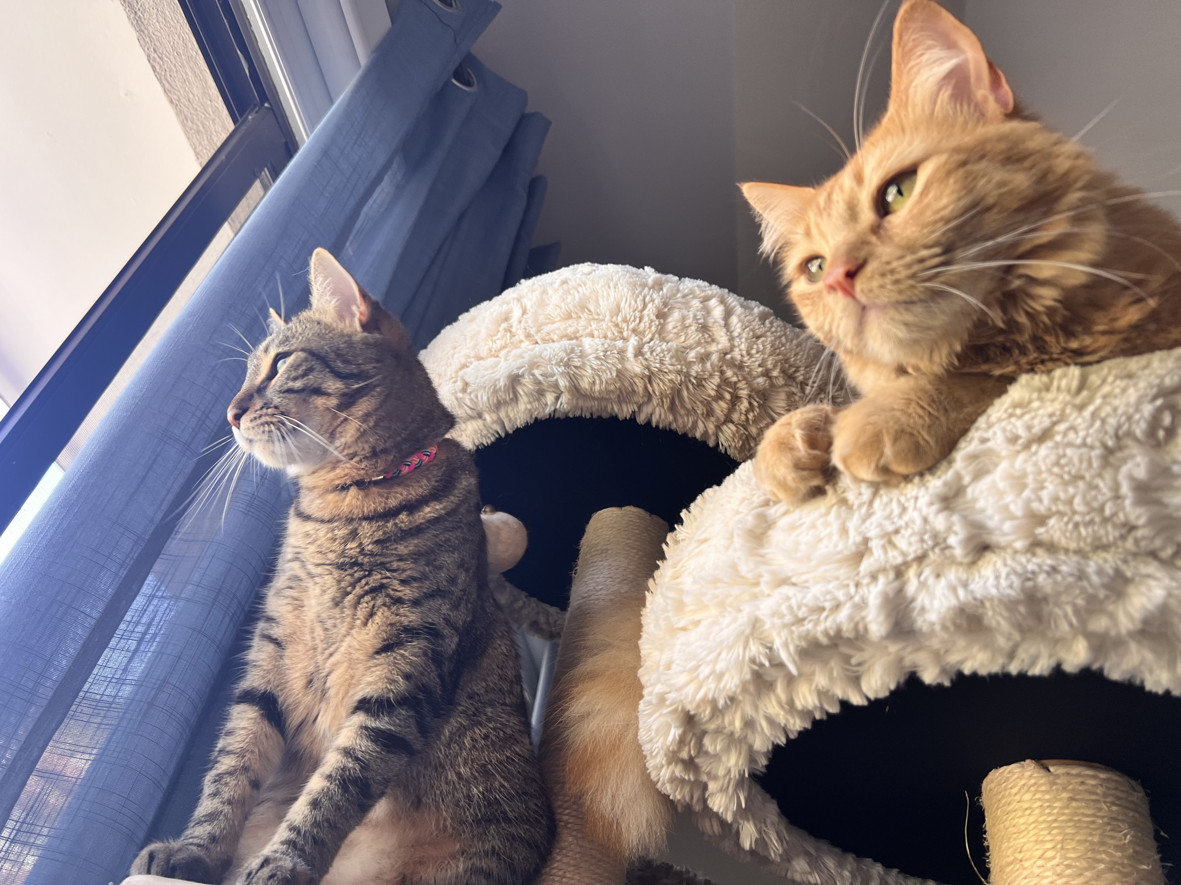 Two cats looking out the window, on top of a cat tower